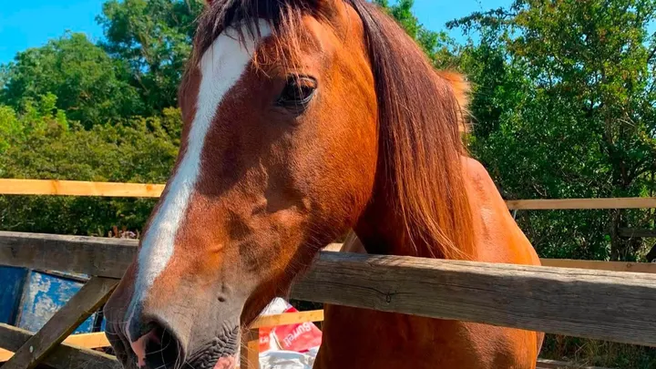 Whispa Wants to Live: Urgent Surgery & Rescue Fund — photo 1
