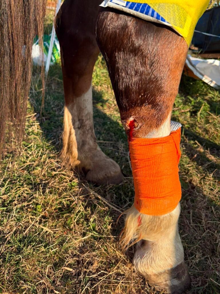 Whispa Wants to Live: Urgent Surgery & Rescue Fund — photo 2